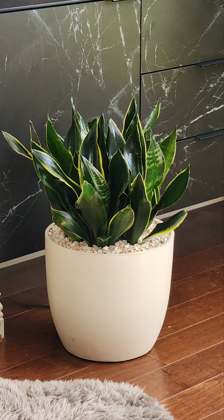 Snake Plant 'Fabi' in 13" Fiberstone Planter