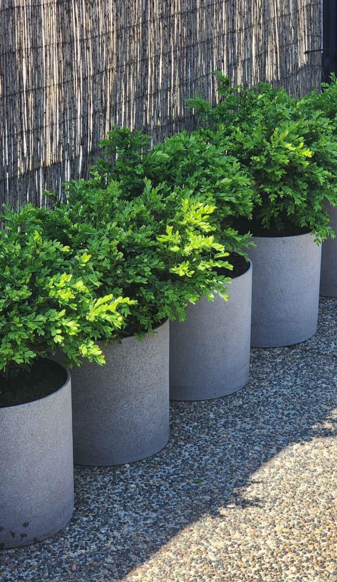 Set of 3 Cylinder Planters