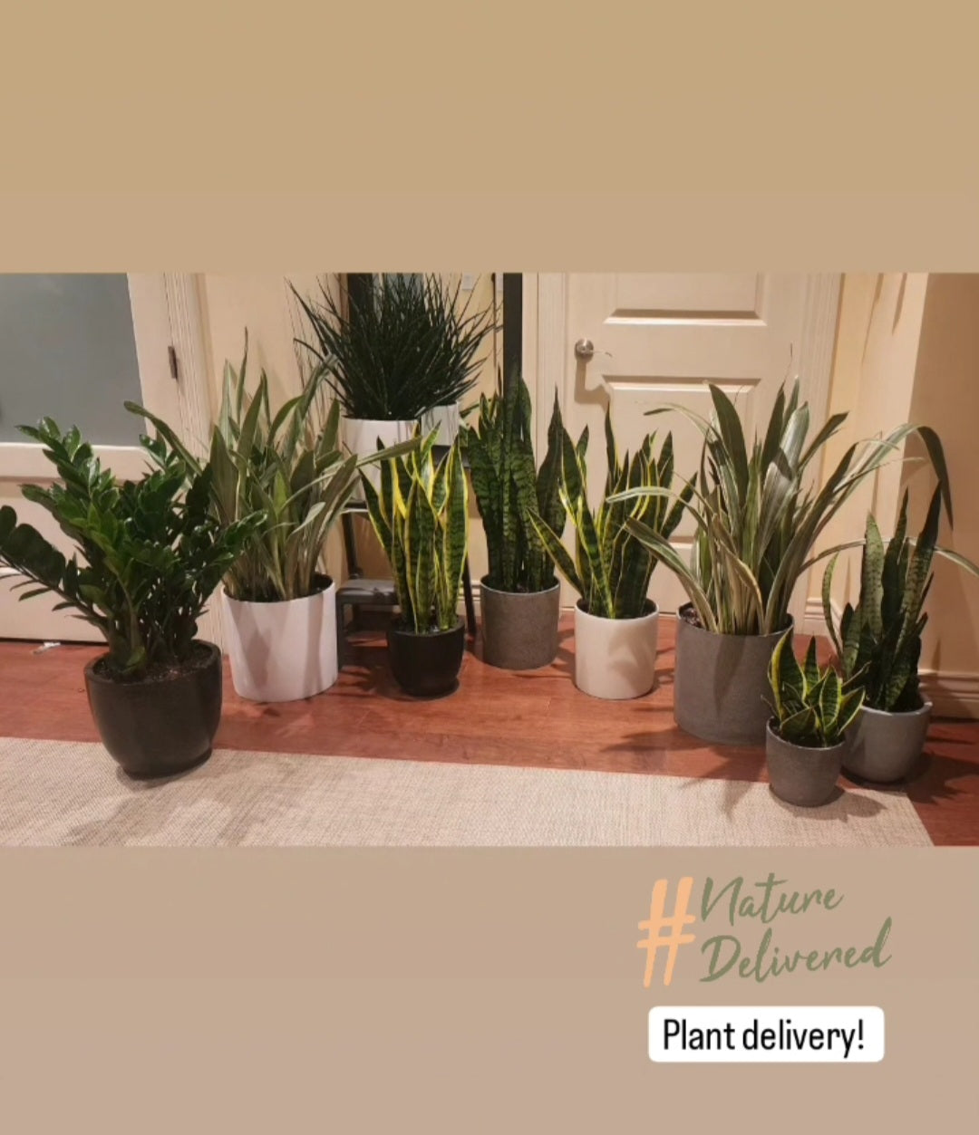 Custom Planting, delivery & Set up