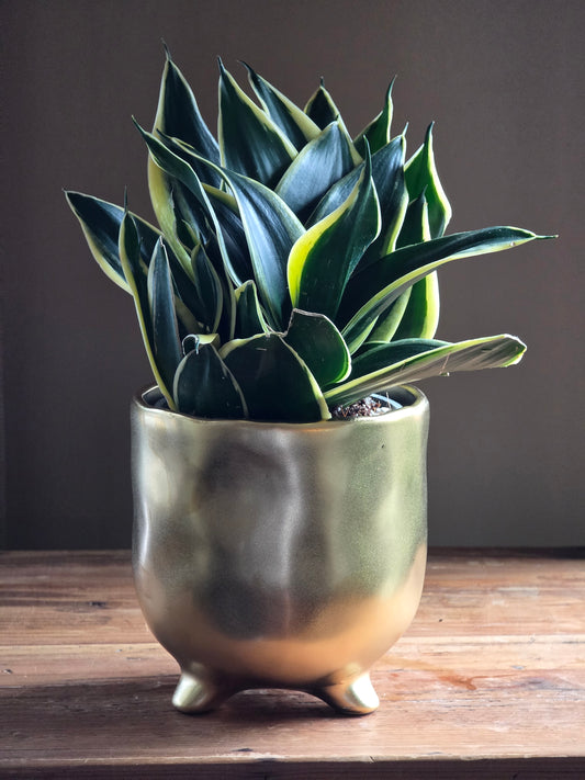 Snake Plant in 6" Gold Ceramic  Planter