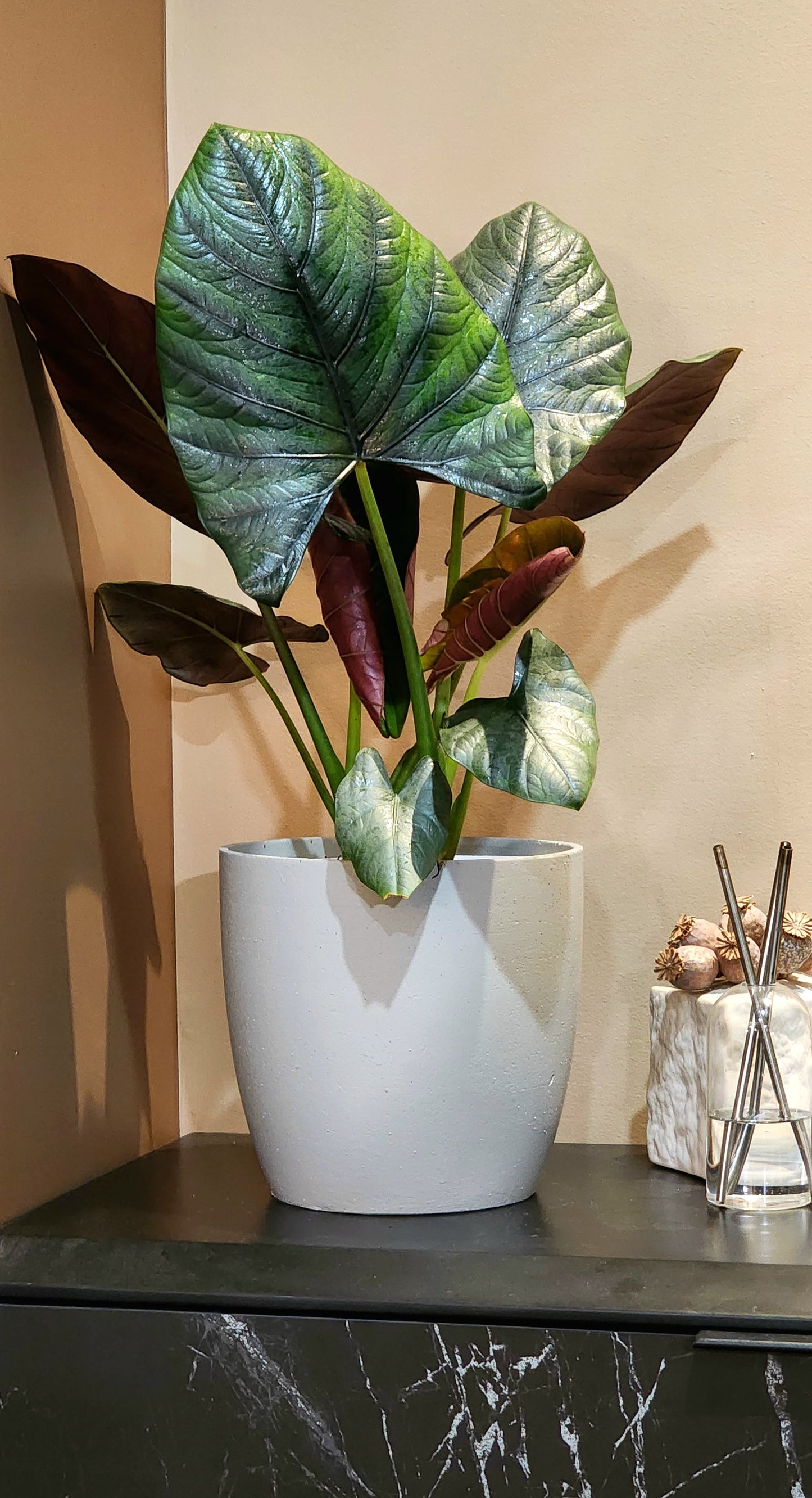 Alocasia Reginae in 8" planter