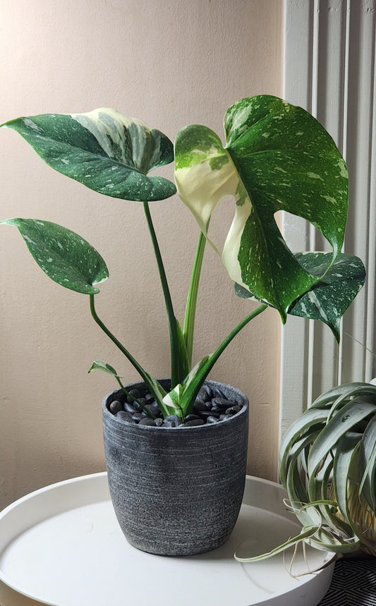 Monstera Thai Constellation in 5" Fiberstone Planter