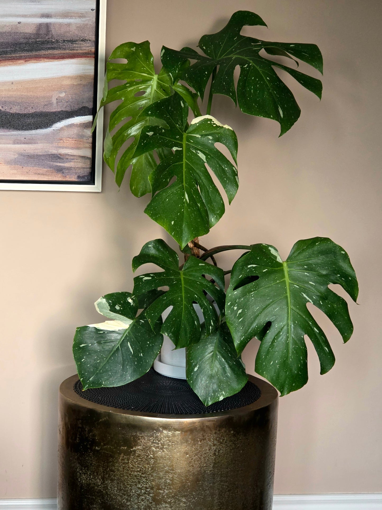Monstera Thai Constellation in 6" nursery pot