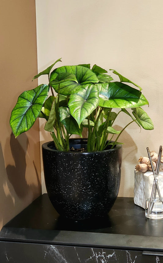 Alocasia Bisma Silver in 9" planter