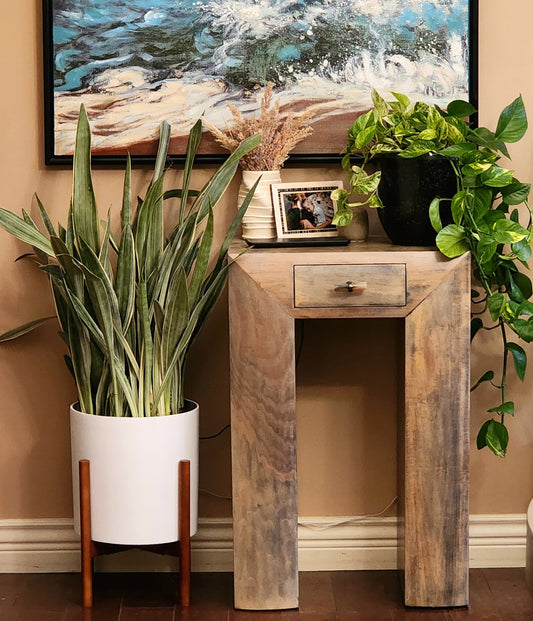 Snake plant in 12" planter