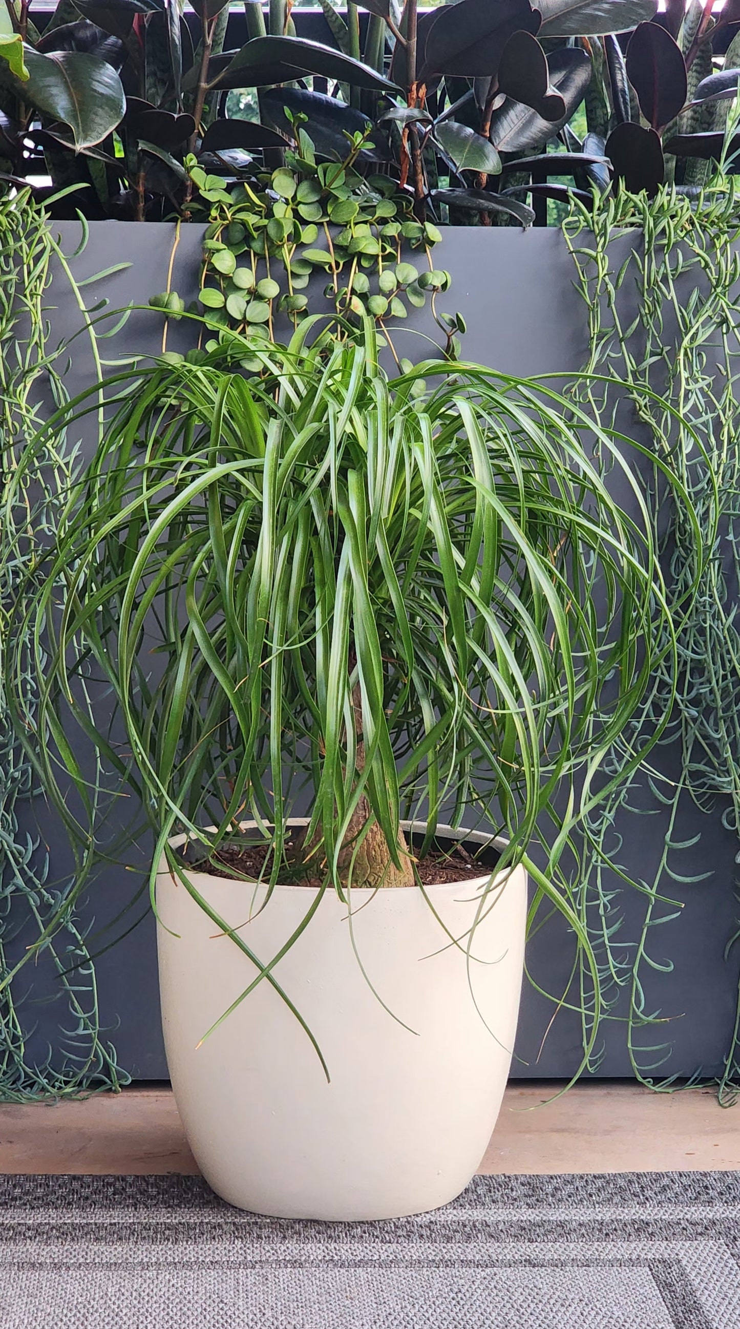 Ponytail Palm in 13" Fiberstone Planter