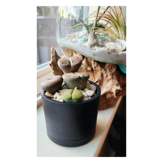 Living Stone - Lithops in 3" planter with tray