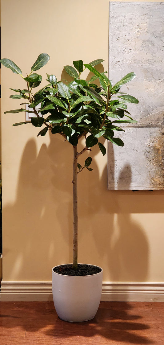 Ficus Audrey in 13" Fiberstone Planter