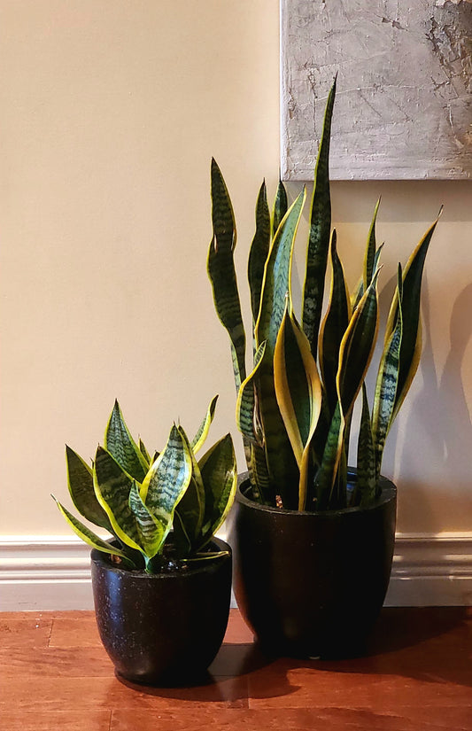Snake Plant in 9" Fiberstone Planter