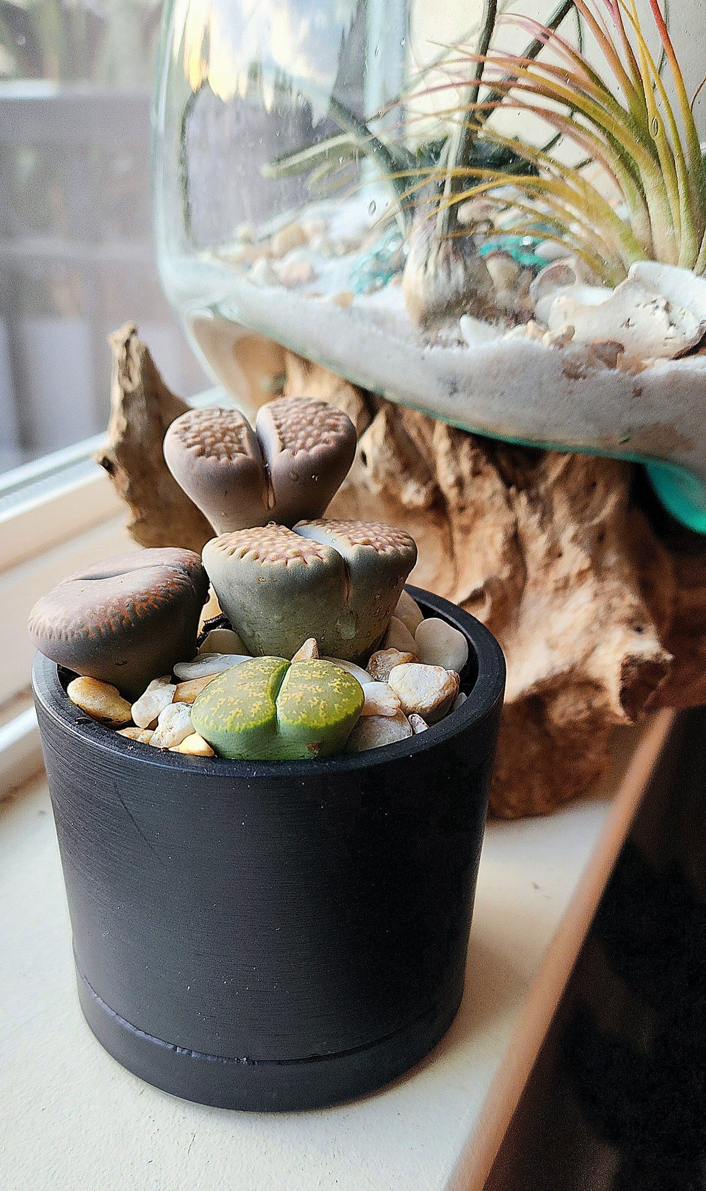 Living Stone - Lithops in 3" planter with tray