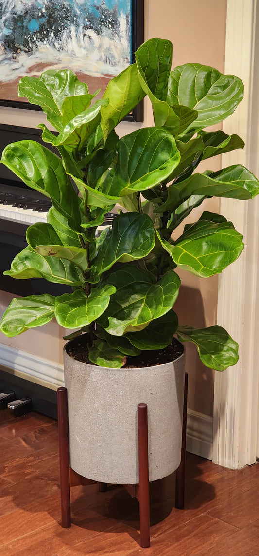 Fiddle Leaf Fig Tree Bush in 12" Fiberstone Planter & Stand