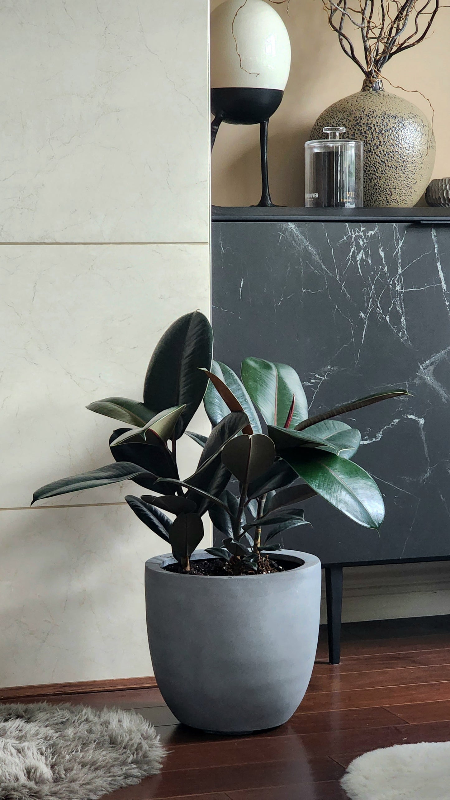 Rubber plant in 12" cement bowl planter