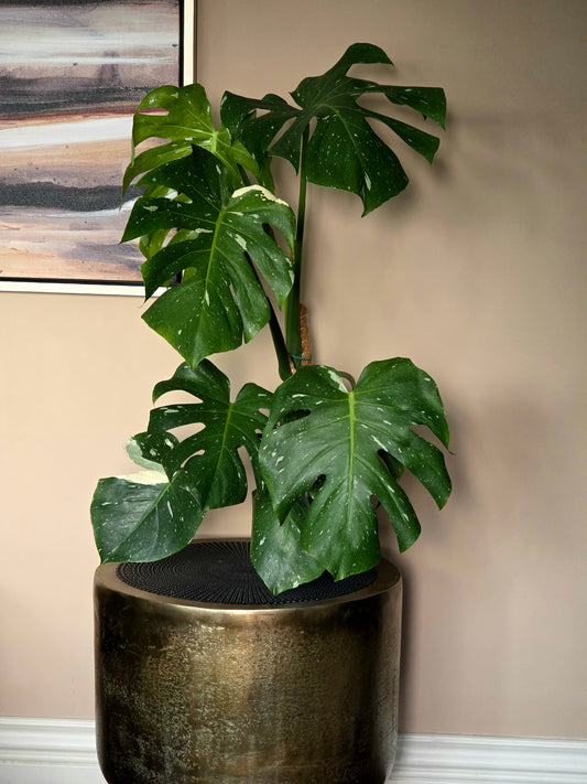 Monstera Thai Constellation in 6" nursery pot