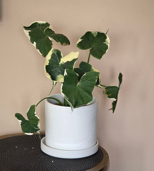 Mikey Mouse Alocasia in 6" nursery pot