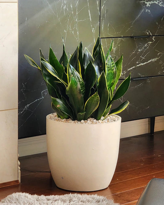 Snake Plant 'Fabi' in 13" Fiberstone Planter