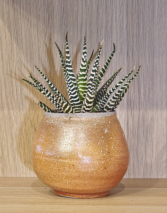 Zebra Cactus in ceramic bowl planter