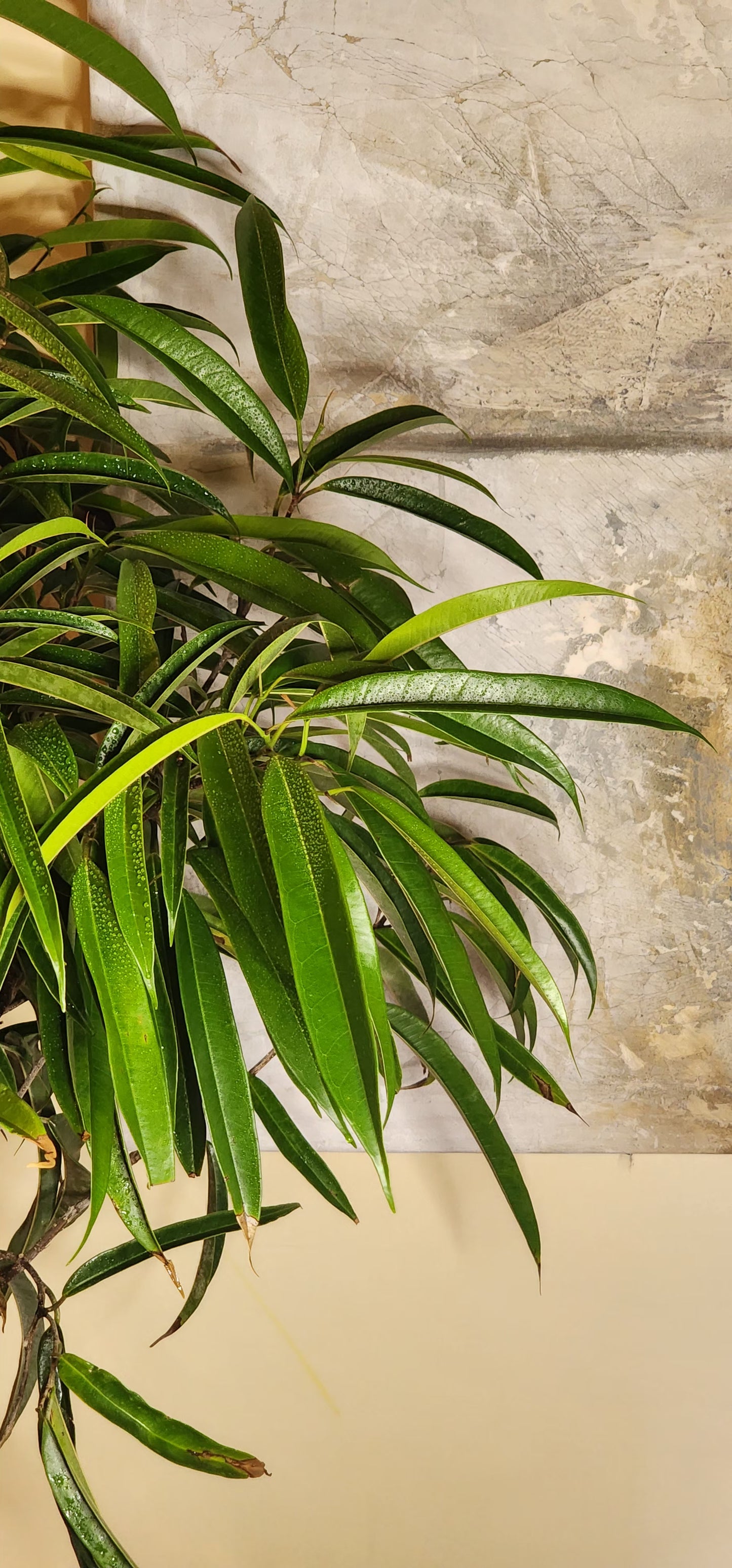 Ficus Alii in 12" Fiberstone Planter