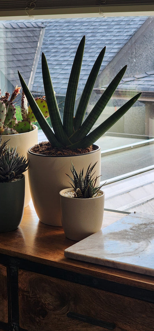 Boncel Snake Plant in 8" Fiberstone Planter