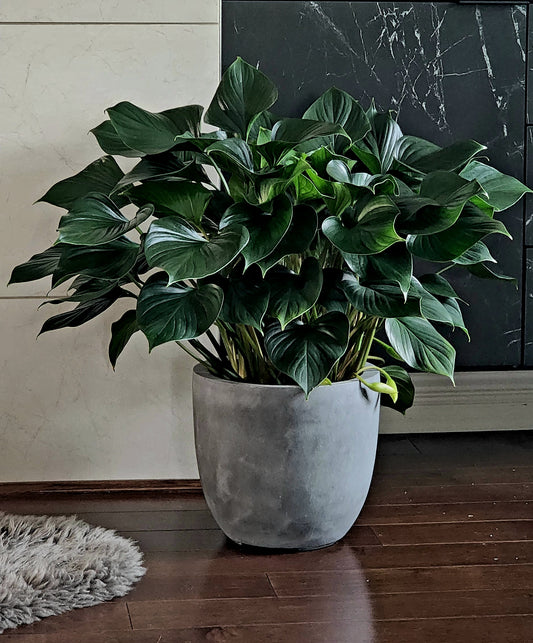 Homalomena in 12" Cement Bowl Planter