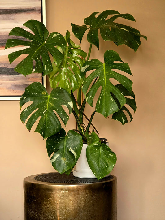 Monstera Thai Constellation in 6" nursery pot