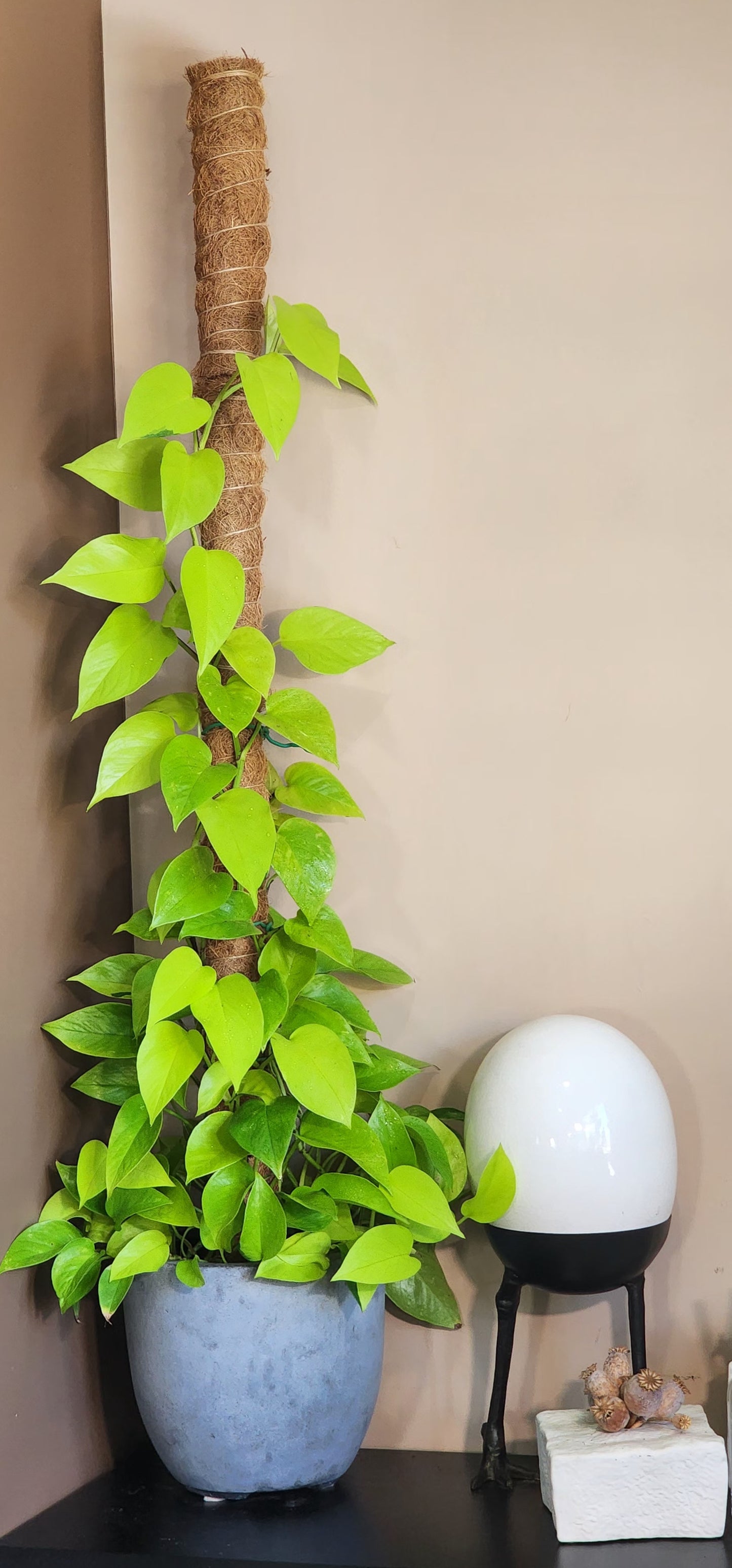 Neon Pothos in 9" Fiberstone Planter with Moss Pole