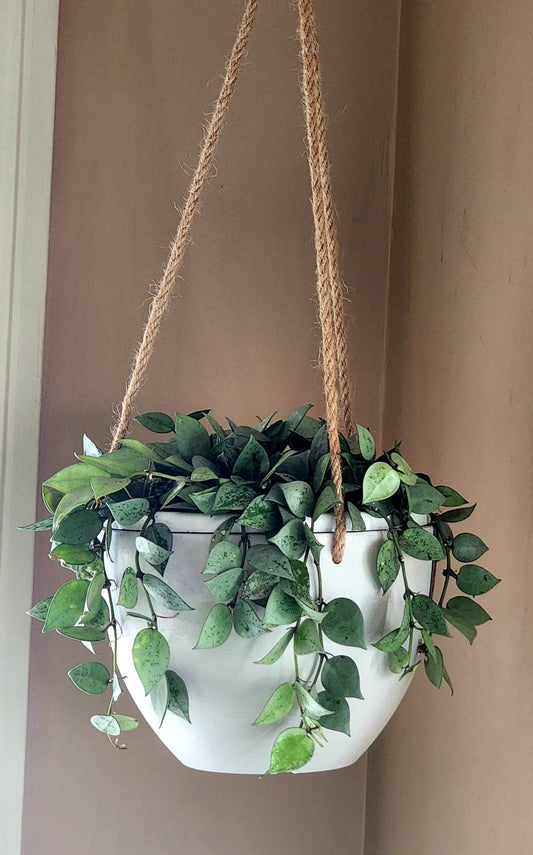 Hoya Krohniana in 8" hanging planter