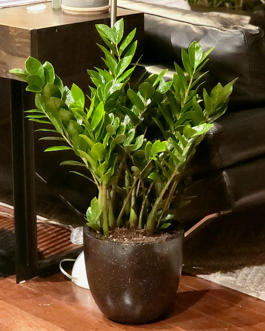ZZ Plant in 12" Black Terrazzo Planter
