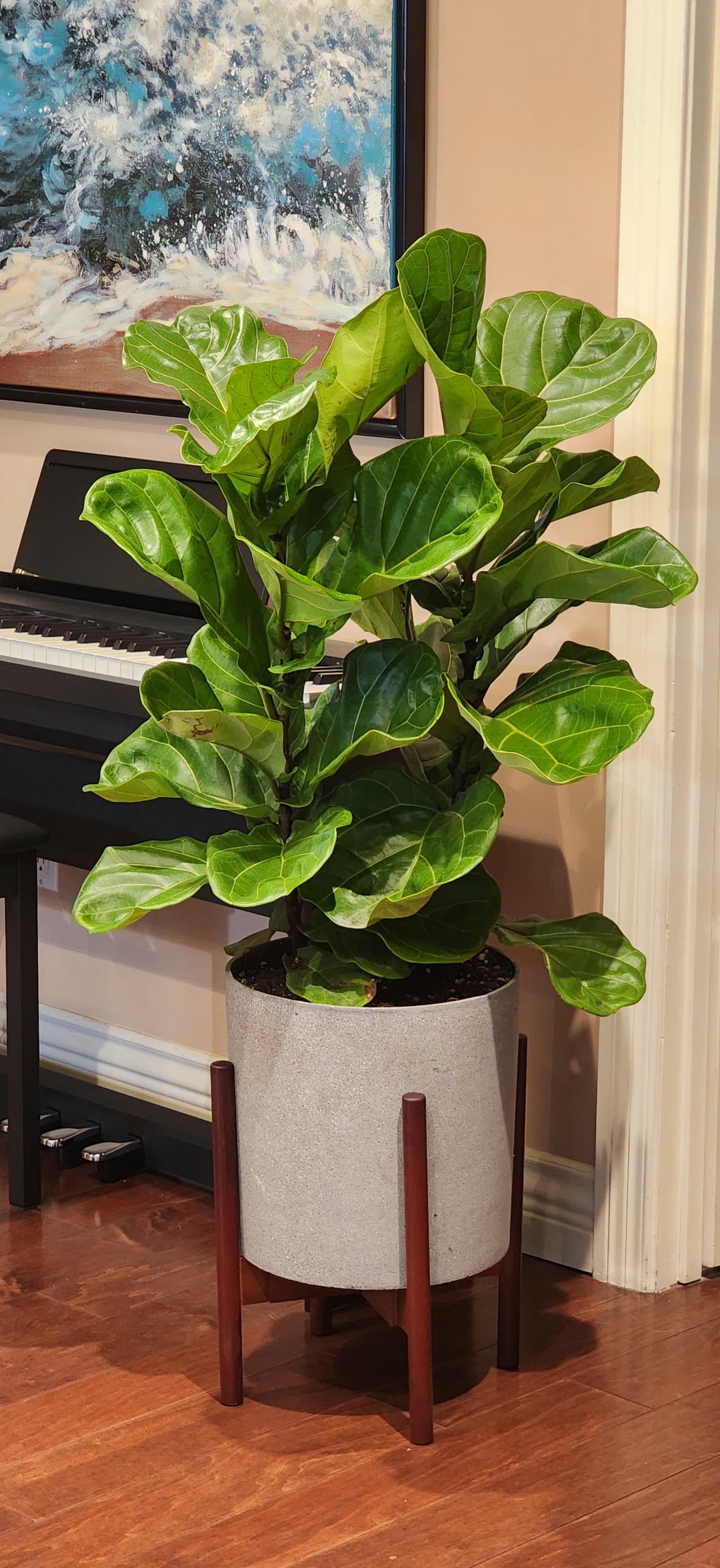 Fiddle Leaf Fig Tree Bush in 12" Fiberstone Planter & Stand