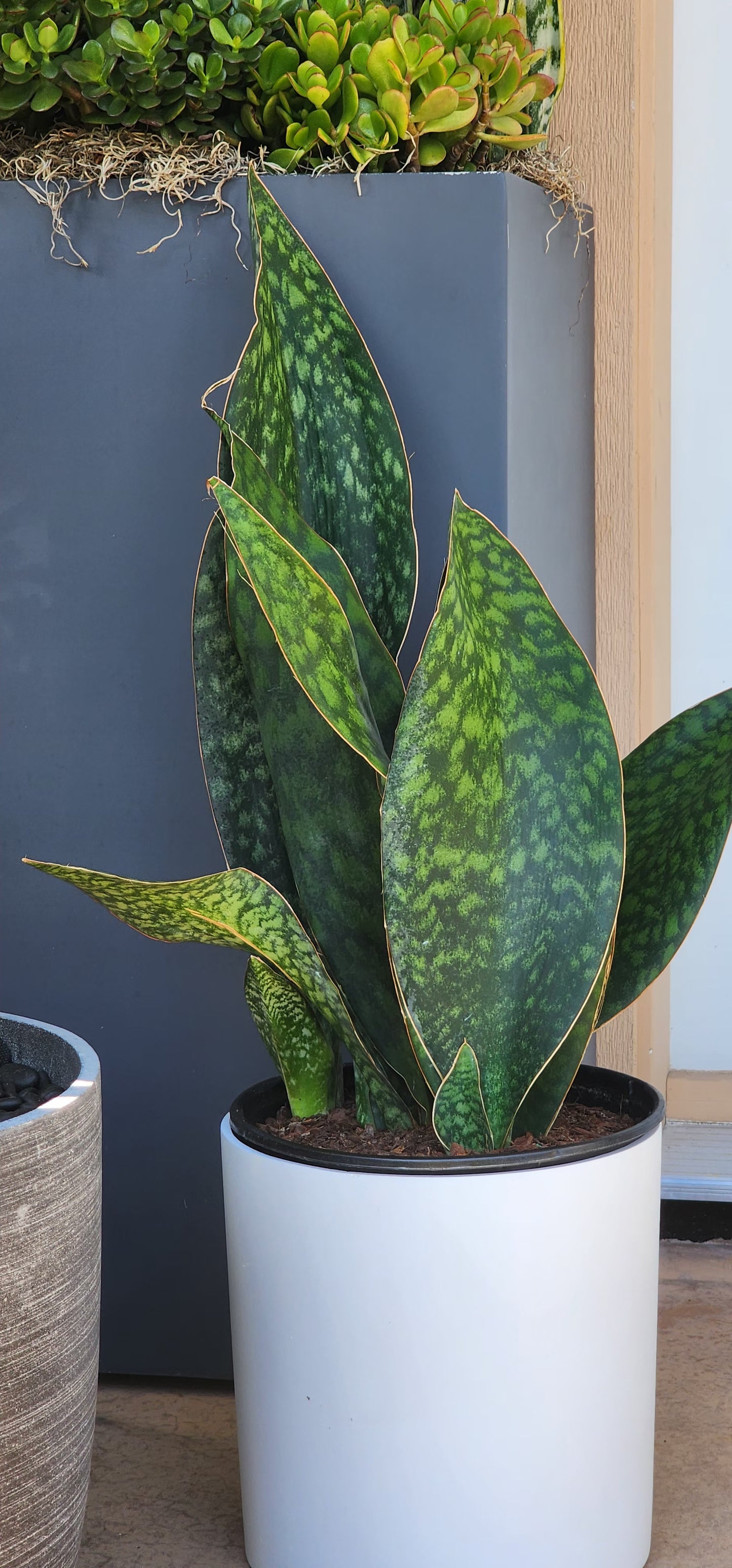 Shark Fin Snake Plant in 10" Fiberstone Planter