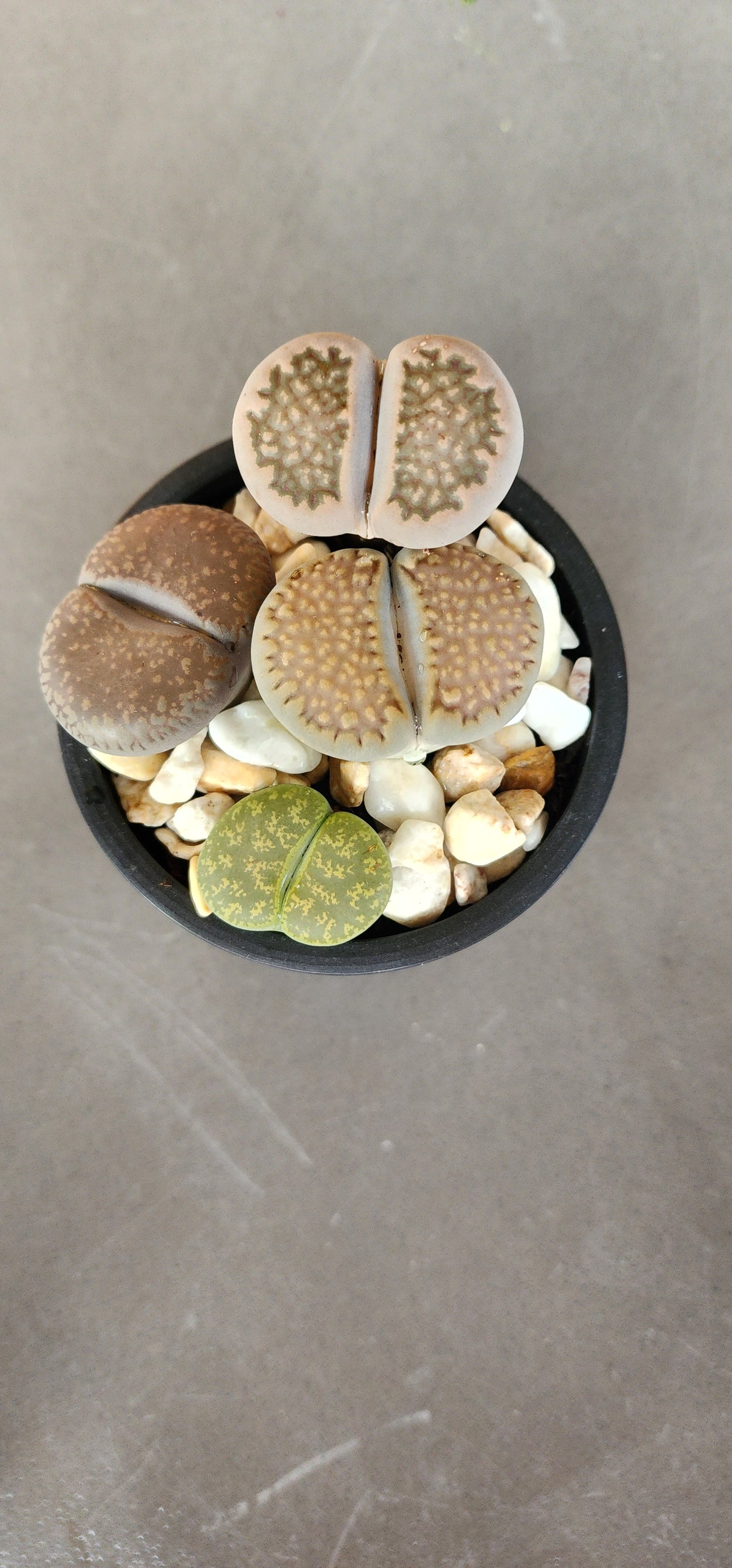 Living Stone - Lithops in 3" planter with tray