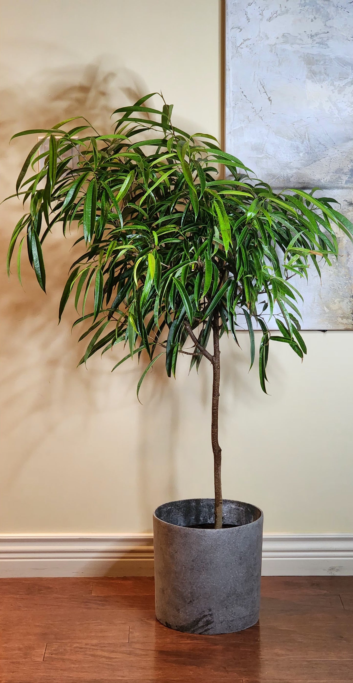 Ficus Alii in 12" Fiberstone Planter