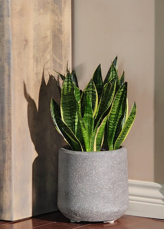 Snake plant in 10" Grey Stone Planter