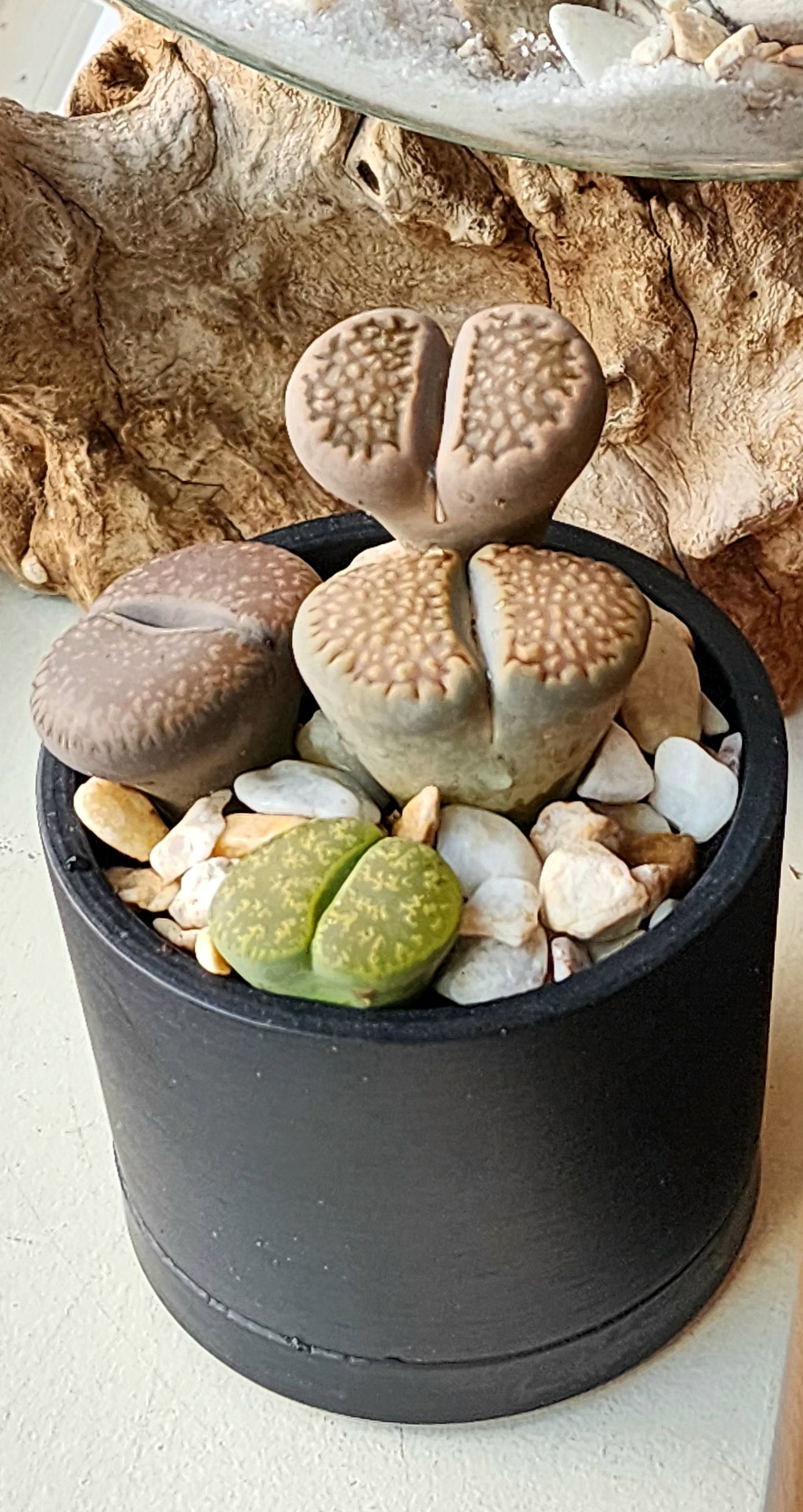 Living Stone - Lithops in 3" planter with tray