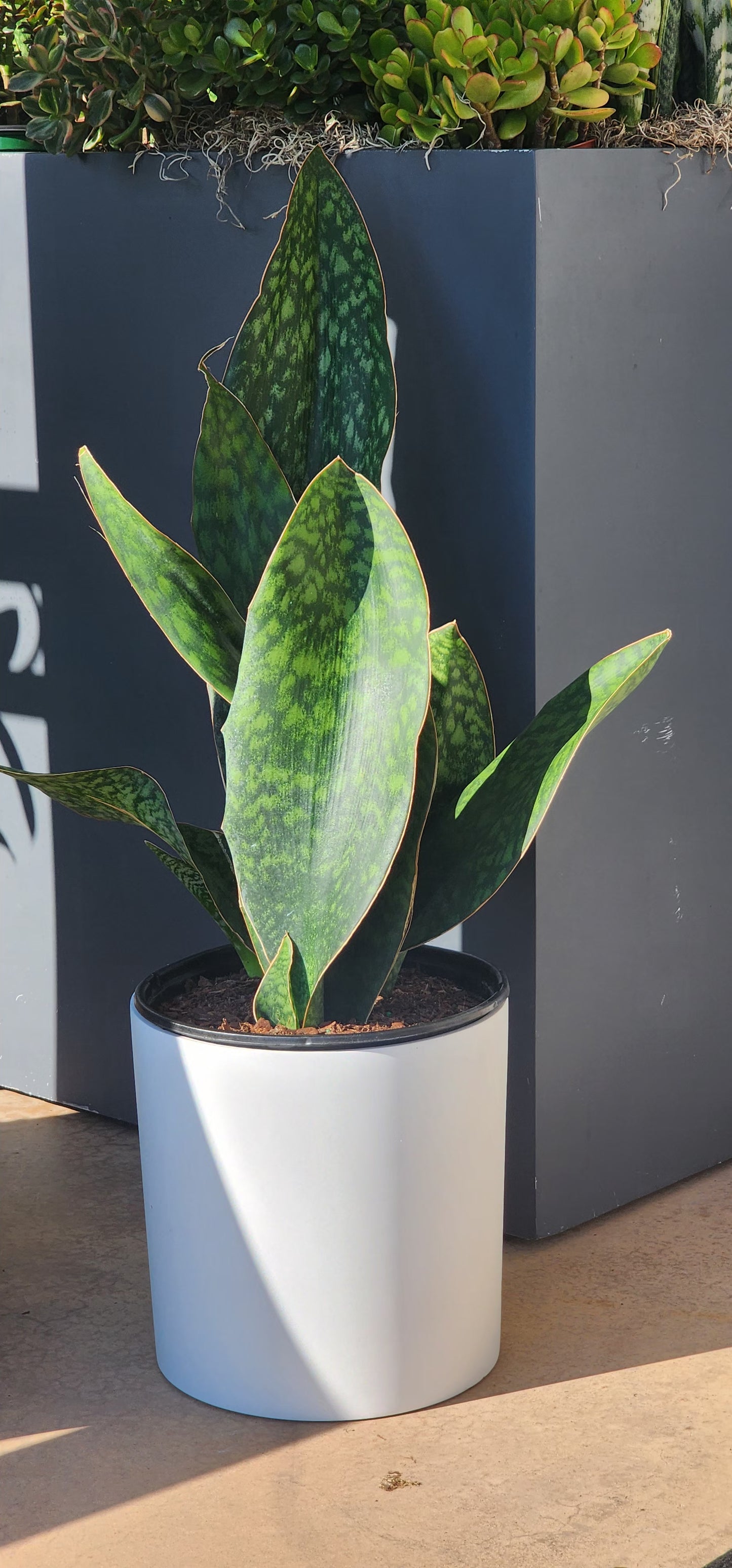 Shark Fin Snake Plant in 10" Fiberstone Planter