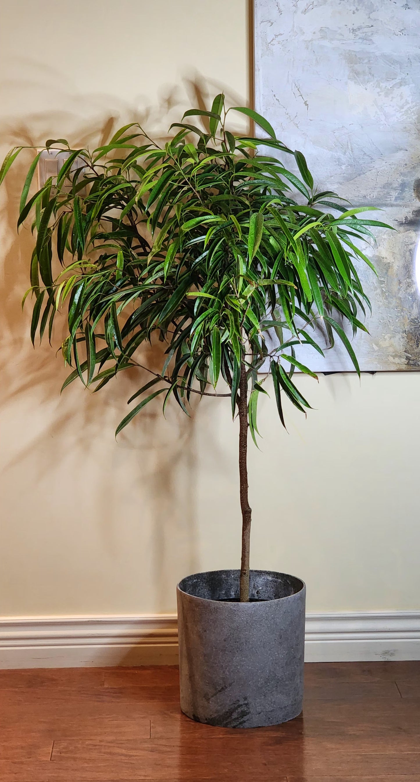 Ficus Alii in 12" Fiberstone Planter