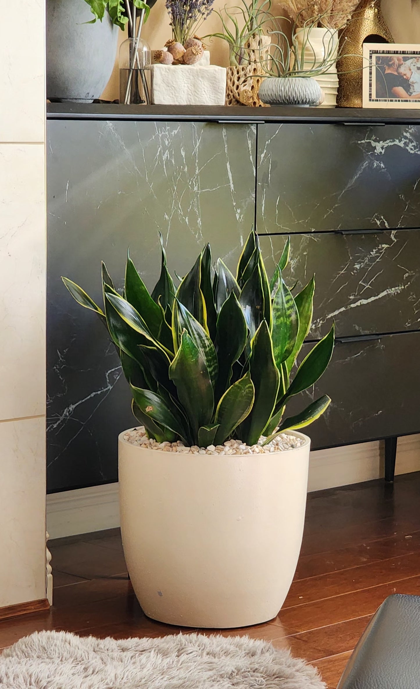 Snake Plant 'Fabi' in 13" Fiberstone Planter