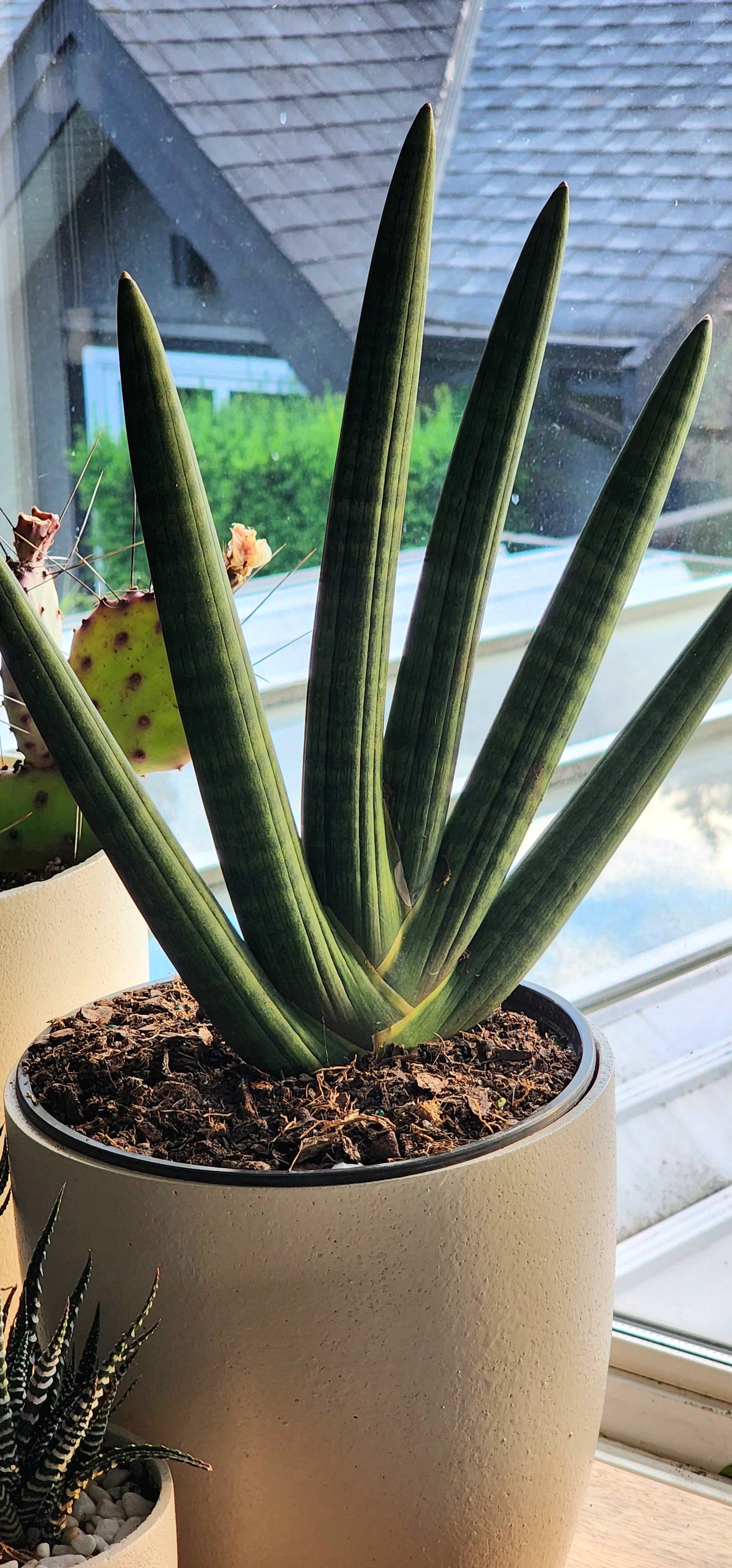 Boncel Snake Plant in 8" Fiberstone Planter