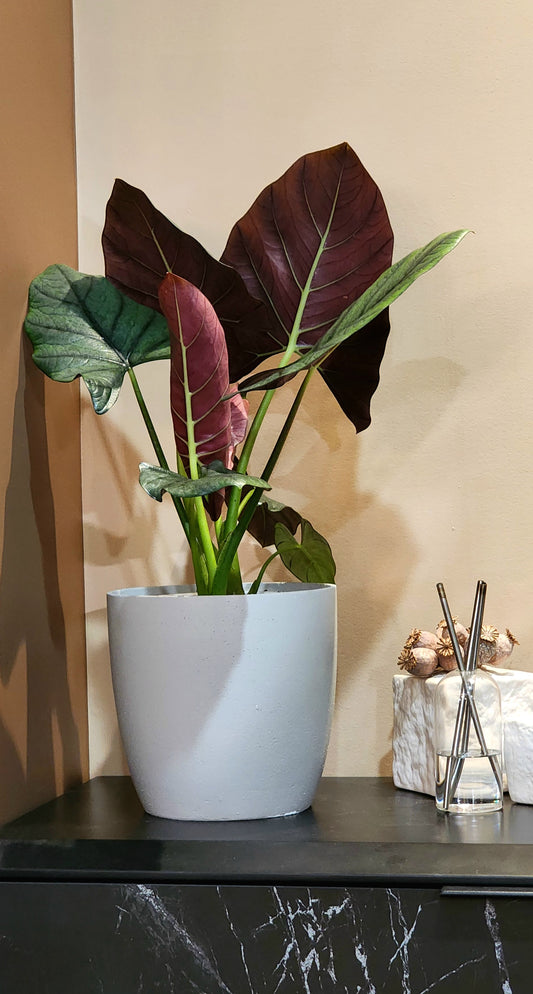 Alocasia Reginae in 8" planter