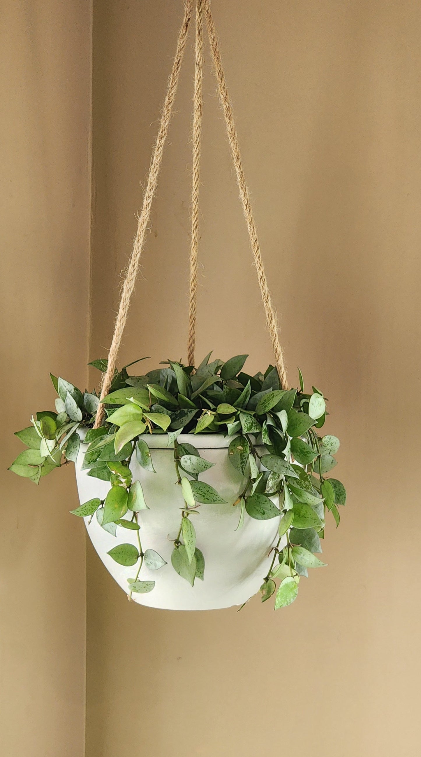 Hoya Krohniana in 8" hanging planter