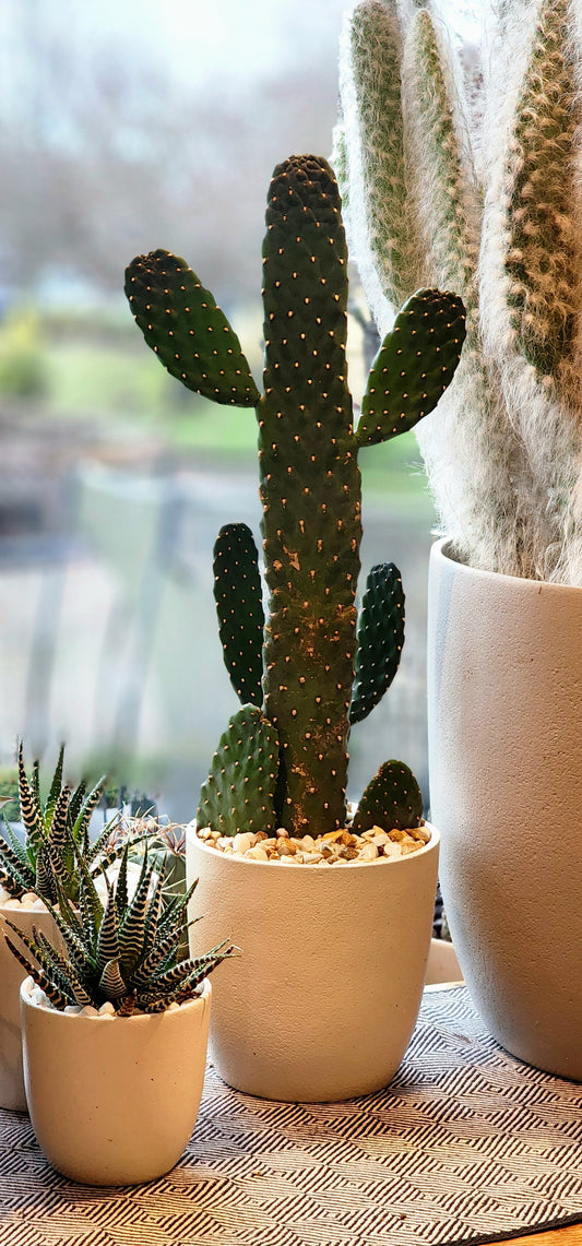 Cartoon Cactus in 6" Fiberstone Planter