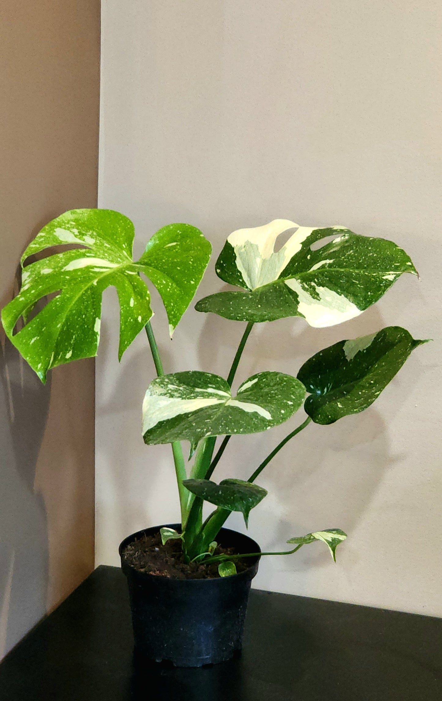 Monstera Thai Constellation in 6" nursery pot