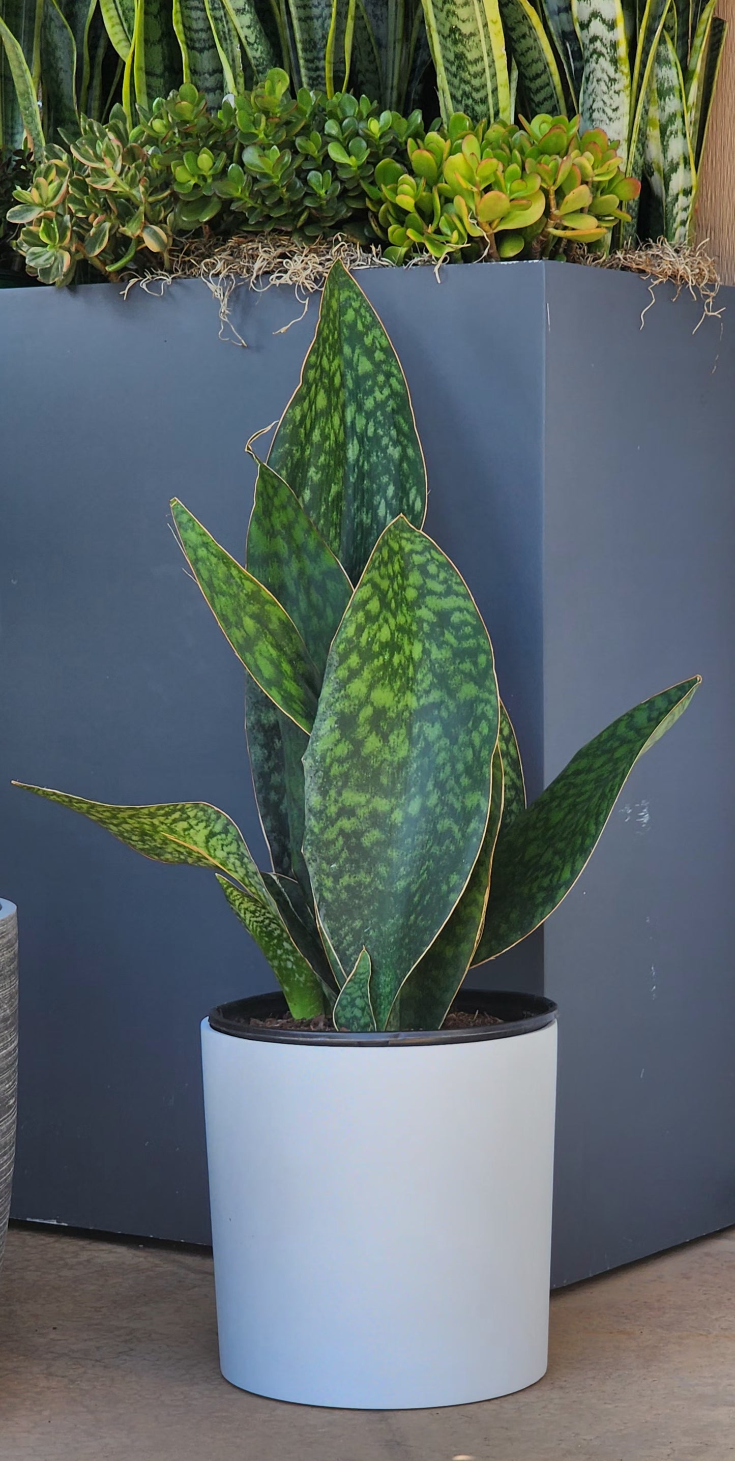 Shark Fin Snake Plant in 10" Fiberstone Planter