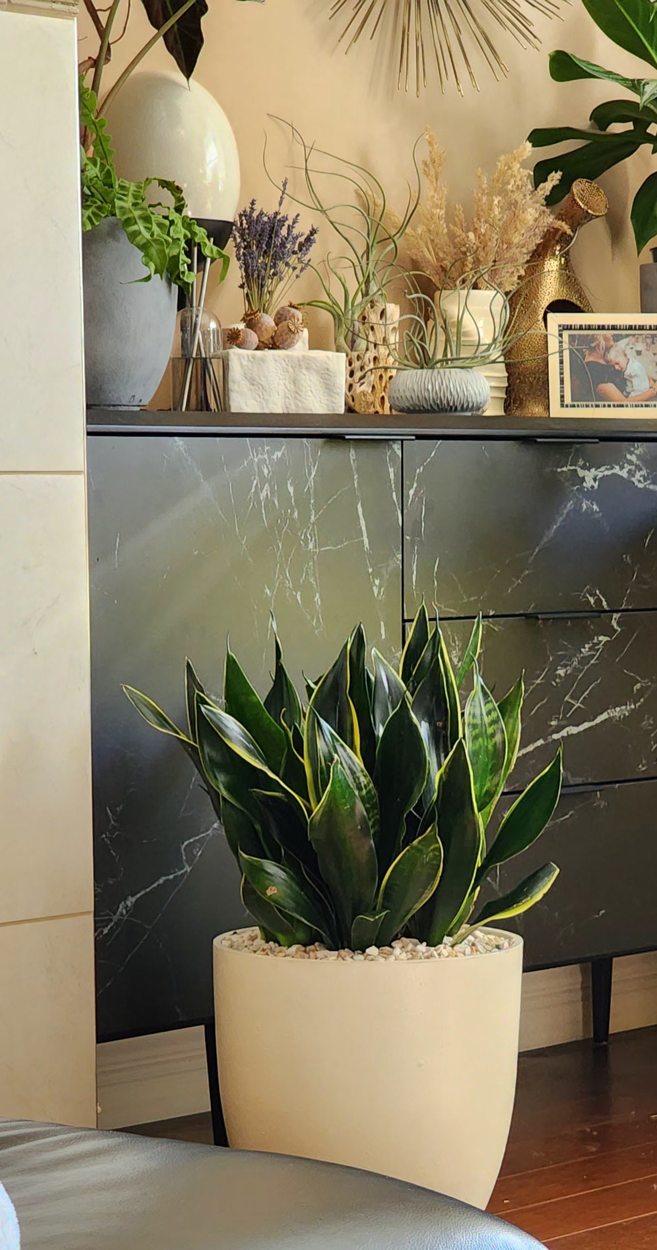 Snake Plant 'Fabi' in 13" Fiberstone Planter