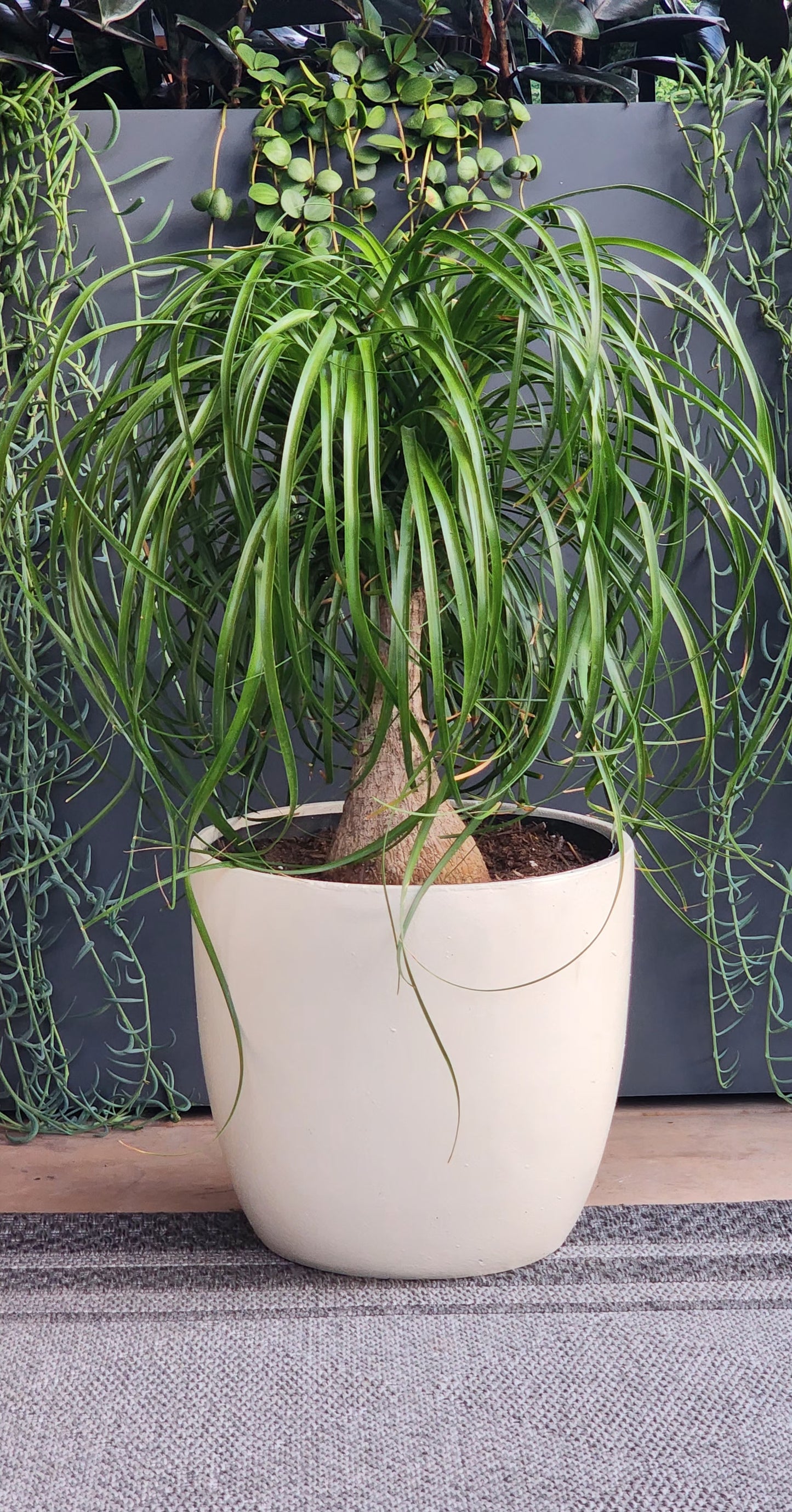 Ponytail Palm in 13" Fiberstone Planter